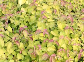 Leycestérie krásná 'Little Lanterns' - Leycesteria formosa 'Little Lanterns'