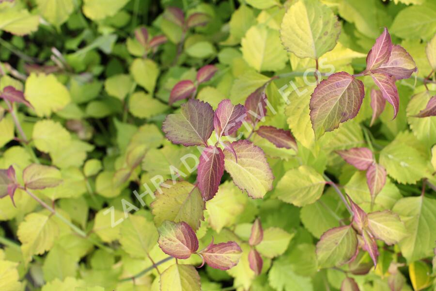Leycestérie krásná 'Little Lanterns' - Leycesteria formosa 'Little Lanterns'