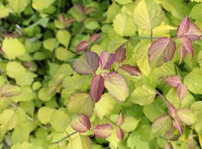 Leycestérie krásná 'Little Lanterns' - Leycesteria formosa 'Little Lanterns'