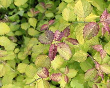 Leycestérie krásná 'Little Lanterns'