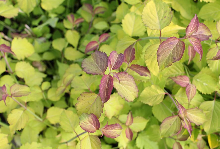 Leycestérie krásná 'Little Lanterns' - Leycesteria formosa 'Little Lanterns'