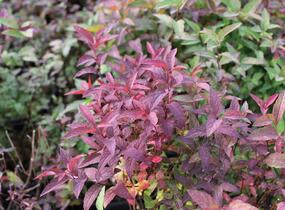 Tavolník japonský 'Froebelii' - Spiraea japonica 'Froebelii'
