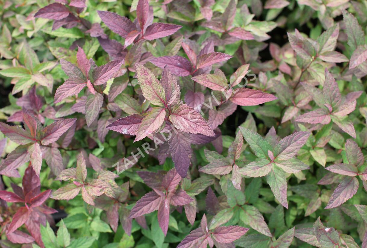 Tavolník japonský 'Froebelii' - Spiraea japonica 'Froebelii'