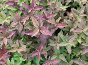 Tavolník japonský 'Froebelii' - Spiraea japonica 'Froebelii'
