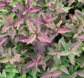 Tavolník japonský 'Froebelii' - Spiraea japonica 'Froebelii'