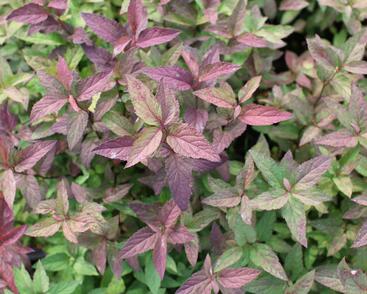 Tavolník japonský 'Froebelii'