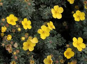 Mochna křovitá 'Sommerflor' - Potentilla fruticosa 'Sommerflor'