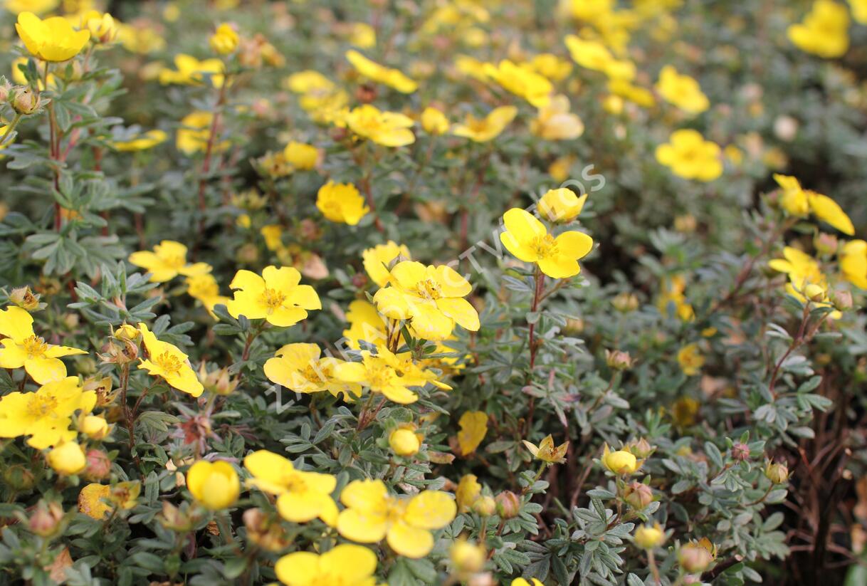 Mochna křovitá 'Sommerflor' - Potentilla fruticosa 'Sommerflor'