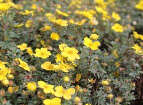 Mochna křovitá 'Sommerflor' - Potentilla fruticosa 'Sommerflor'