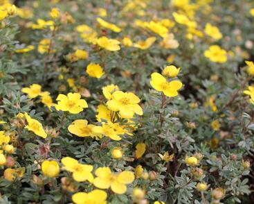 Mochna křovitá 'Sommerflor'