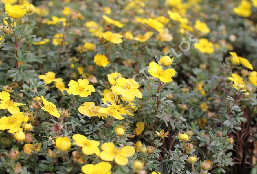 Mochna křovitá 'Sommerflor' - Potentilla fruticosa 'Sommerflor'