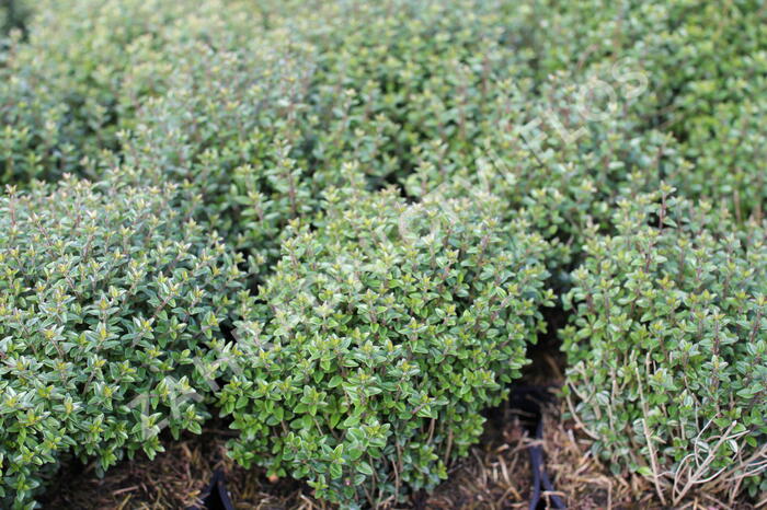 Zimolez lesklý 'Scoop' ('Chalons') - Lonicera nitida 'Scoop' ('Chalons')