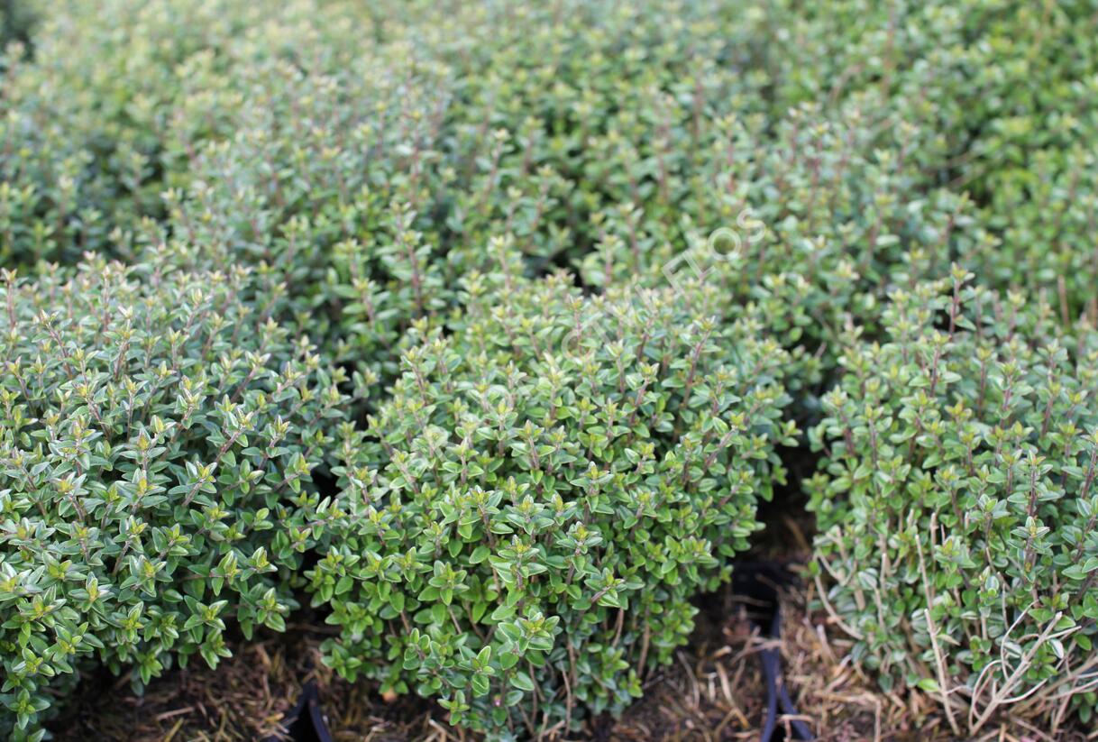 Zimolez lesklý 'Scoop' ('Chalons') - Lonicera nitida 'Scoop' ('Chalons')