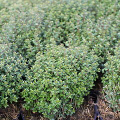 Zimolez lesklý 'Scoop' ('Chalons') - Lonicera nitida 'Scoop' ('Chalons')