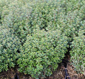 Zimolez lesklý 'Scoop' ('Chalons') - Lonicera nitida 'Scoop' ('Chalons')