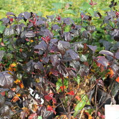 Jabloň okrasná Sieboldova 'Scarlett' - Malus toringo 'Scarlett'