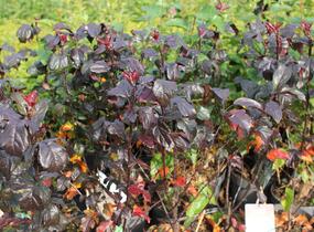 Jabloň okrasná Sieboldova 'Scarlett' - Malus toringo 'Scarlett'