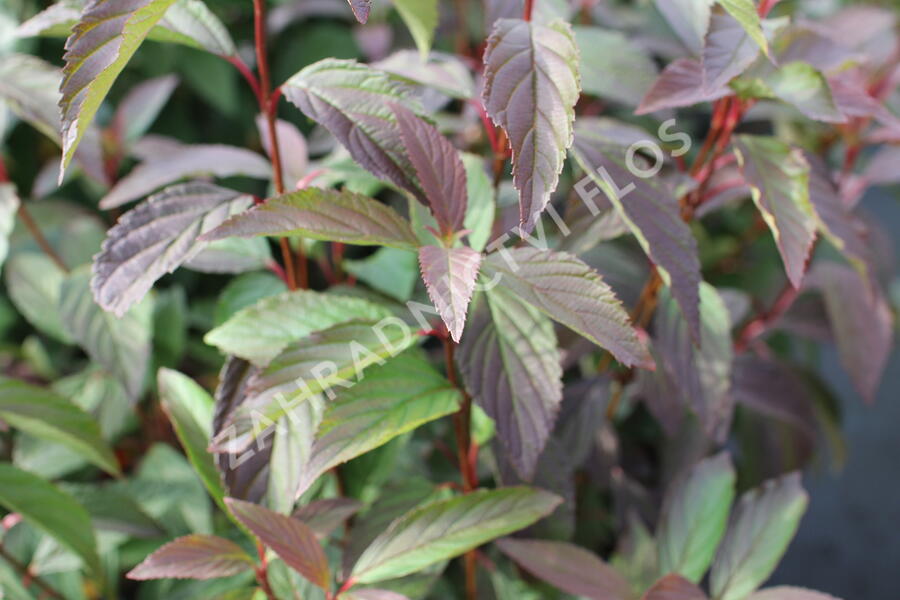 Kalina vonná 'December Dwarf' - Viburnum farreri 'December Dwarf'