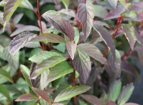 Kalina vonná 'December Dwarf' - Viburnum farreri 'December Dwarf'