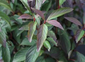 Kalina vonná 'December Dwarf' - Viburnum farreri 'December Dwarf'