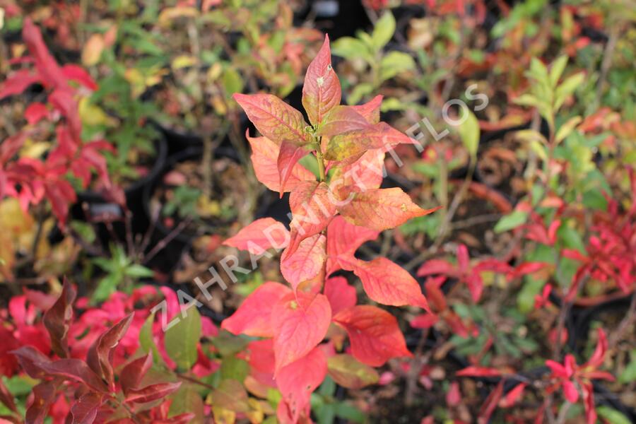 Brslen evropský - Euonymus europaeus