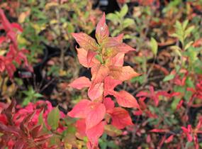 Brslen evropský - Euonymus europaeus