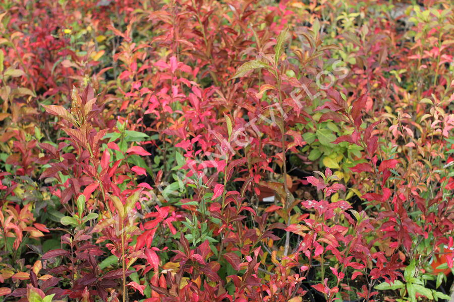 Brslen evropský - Euonymus europaeus