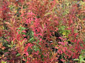 Brslen evropský - Euonymus europaeus