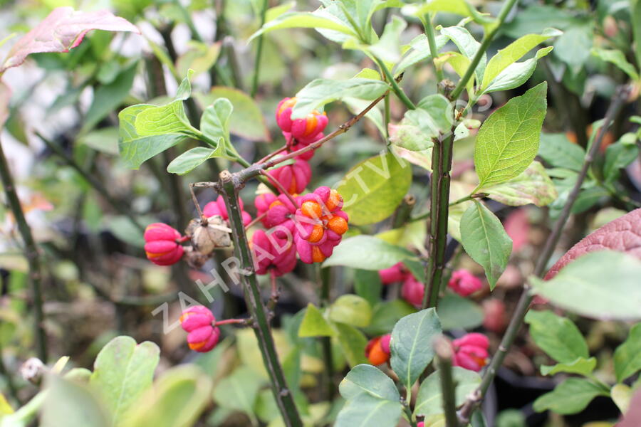 Brslen evropský - Euonymus europaeus