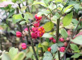 Brslen evropský - Euonymus europaeus