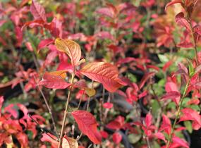 Brslen evropský - Euonymus europaeus