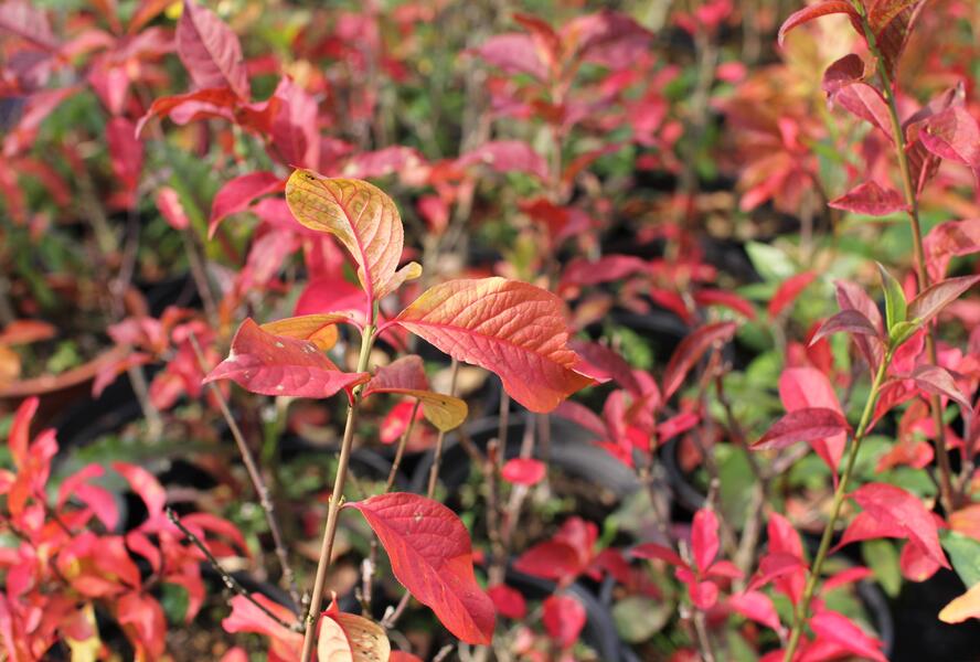 Brslen evropský - Euonymus europaeus