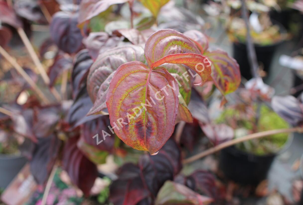 Dřín japonský 'Satomi' - Cornus kousa 'Satomi'