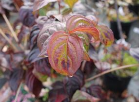 Dřín japonský 'Satomi' - Cornus kousa 'Satomi'