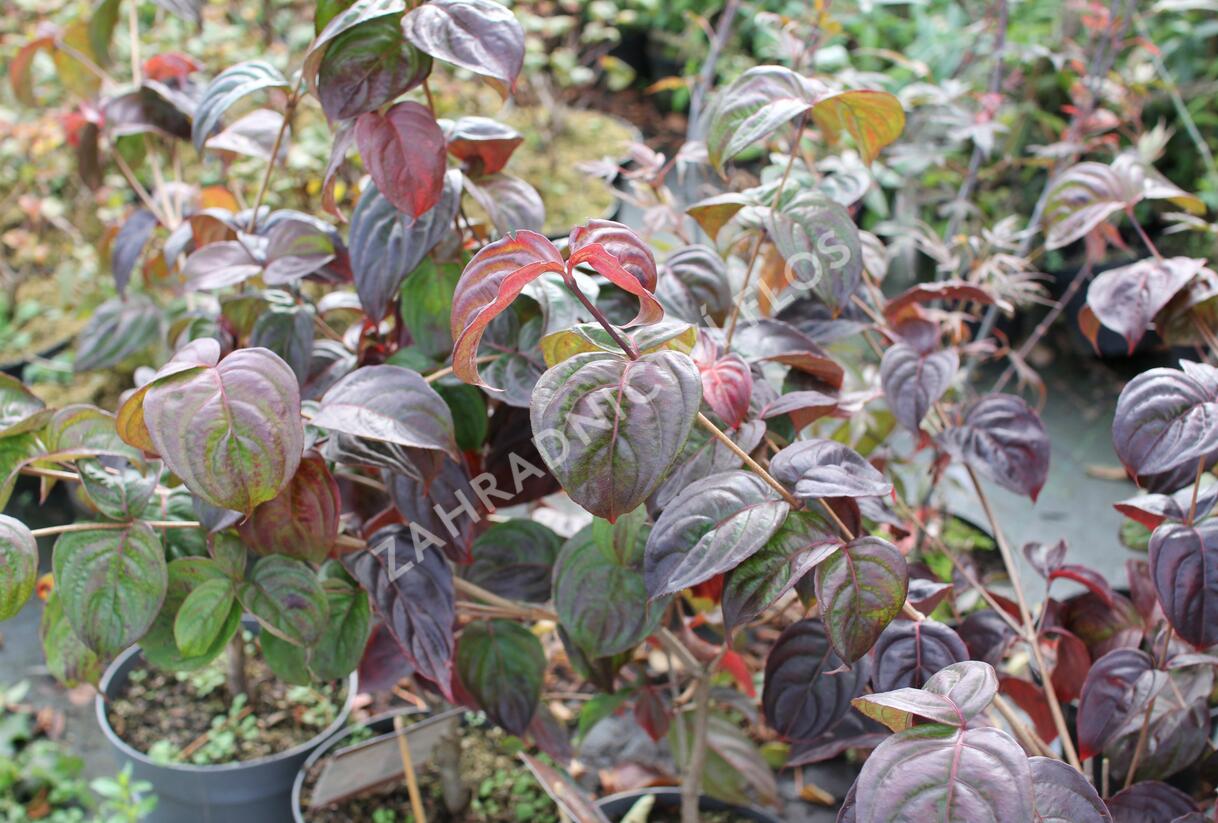 Dřín japonský 'Satomi' - Cornus kousa 'Satomi'