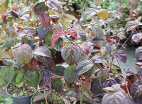 Dřín japonský 'Satomi' - Cornus kousa 'Satomi'