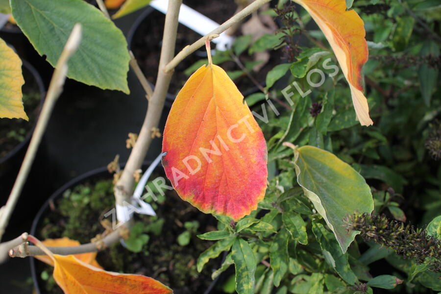 Vilín prostřední 'Arnold Promise' - Hamamelis intermedia 'Arnold Promise'