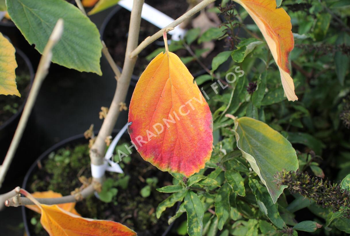 Vilín prostřední 'Arnold Promise' - Hamamelis intermedia 'Arnold Promise'