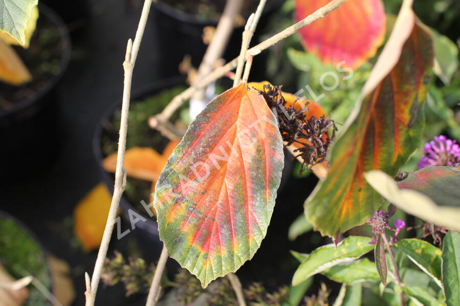 Vilín prostřední 'Arnold Promise' - Hamamelis intermedia 'Arnold Promise'