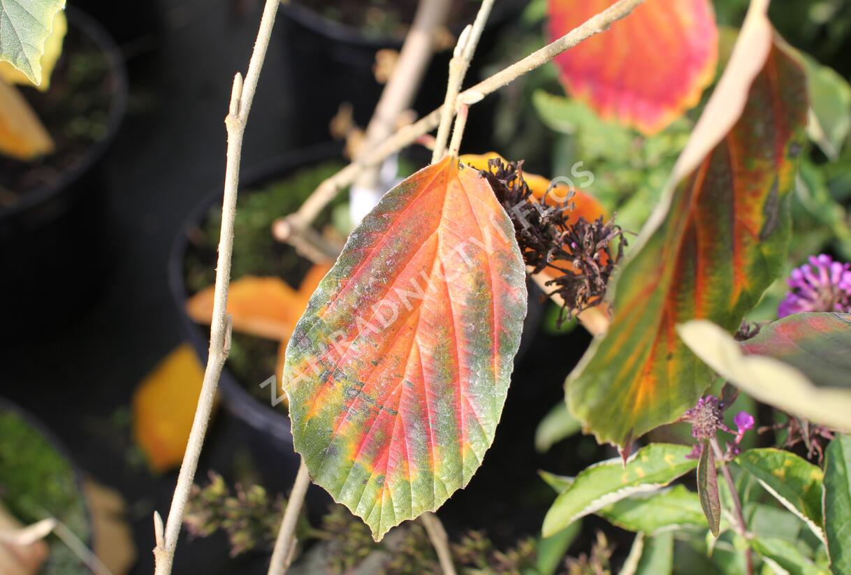 Vilín prostřední 'Arnold Promise' - Hamamelis intermedia 'Arnold Promise'