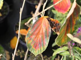 Vilín prostřední 'Arnold Promise' - Hamamelis intermedia 'Arnold Promise'