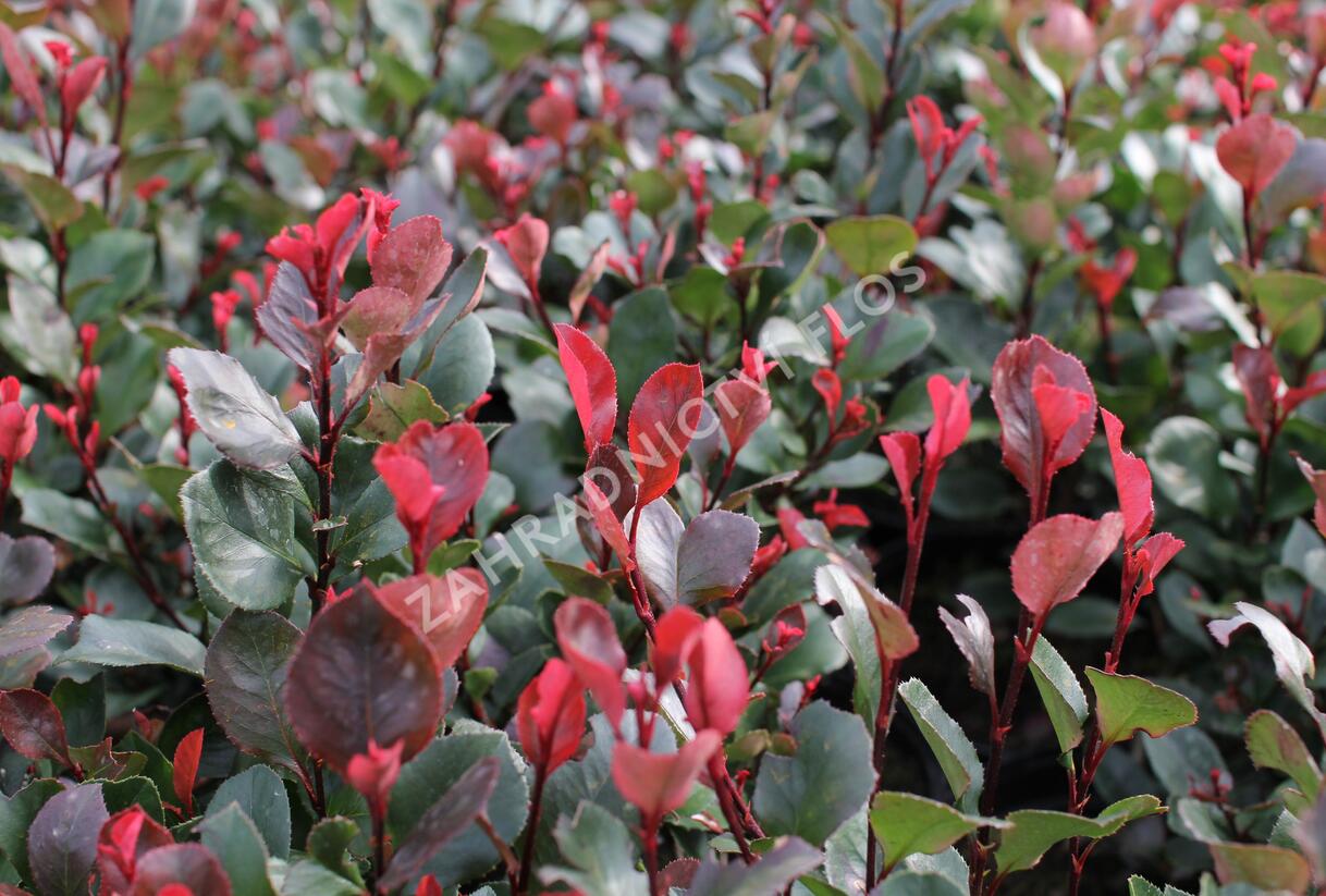 Blýskavka Fraserova 'Little Red Robin' - Photinia fraseri 'Little Red Robin'