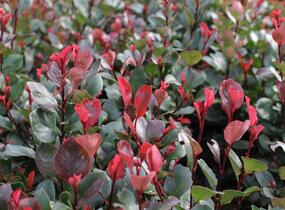 Blýskavka Fraserova 'Little Red Robin' - Photinia fraseri 'Little Red Robin'