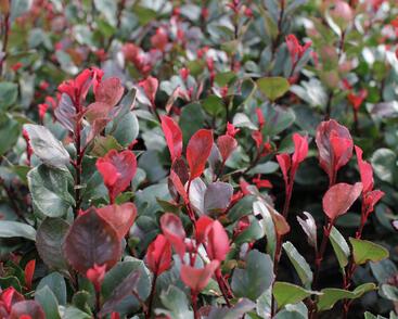 Blýskavka Fraserova 'Little Red Robin'