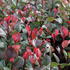 Photinia fraseri 'Little Red Robin'.JPG