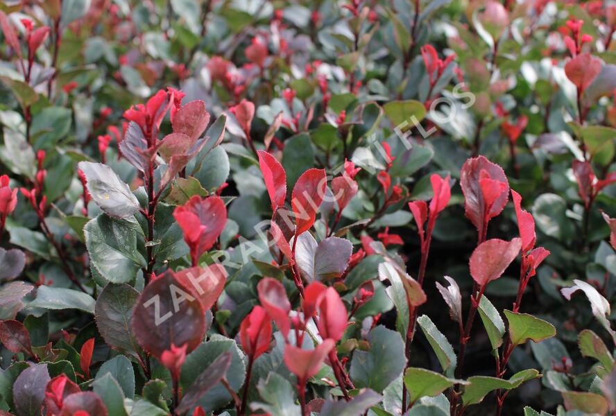 Blýskavka Fraserova 'Little Red Robin' - Photinia fraseri 'Little Red Robin'