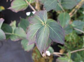 Dřín japonský 'Schmetterling' - Cornus kousa 'Schmetterling'