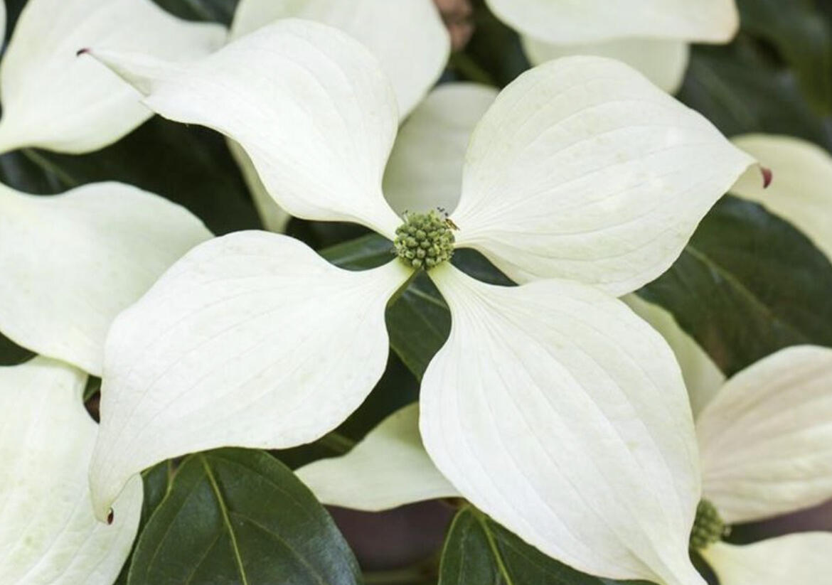 Dřín japonský 'Schmetterling' - Cornus kousa 'Schmetterling'