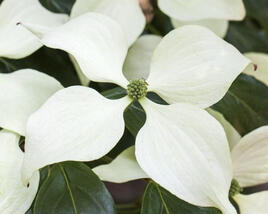 Dřín japonský 'Schmetterling'