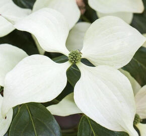 Dřín japonský 'Schmetterling'